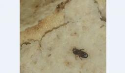 حشرات وديدان في أرغفة الخبز بمخيم خان دنون 