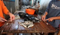 (أرشيفية – تنظيف الأسماك في سوق مخيم الشاطئ)