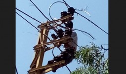 أعمال صيانة شبكات الكهرباء في مخيم عين الحلوة