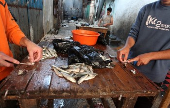 (أرشيفية – تنظيف الأسماك في سوق مخيم الشاطئ)