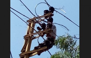 أعمال صيانة شبكات الكهرباء في مخيم عين الحلوة