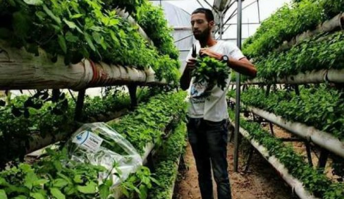 المهندس الزراعي الفلسطيني باسل عمارنة