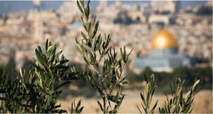 جمعية تركية تزرع 10 آلاف شجرة زيتون في القدس المحتلة بوابة